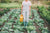 Half-body woman in a jumper suit holding a watering pot on her right hand while standing in the middle a garden planted with cabbage.