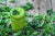 top view of a mug filled with superGreens smoothie topped with kale surrounded by a bunch of kale on top of a wooden table
